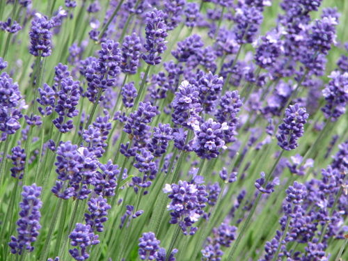 lavender.jpg